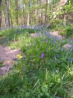 Camping Fougeraie (Nièvre,Morvan) : randonnées dans le Morvan