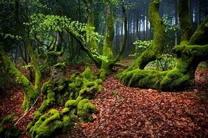 Bibracte dans le Morvan en Bourgogne