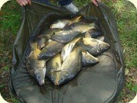 Camping Fougeraie (Nièvre,Morvan) : Carpodrome